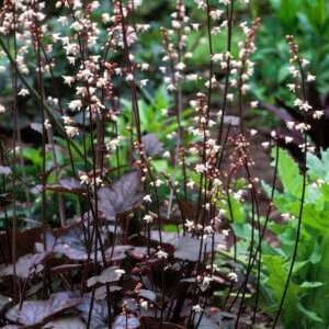 Purperklokje - Heuchera Palace Purple