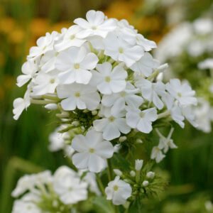 Vlambloem - Phlox David
