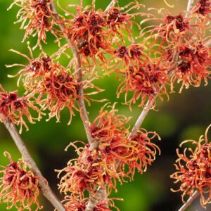 Toverhazelaar - Hamamelis int. 'Aphrodite'