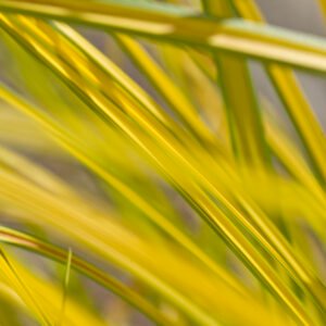 Goudzegge - Carex Aurea