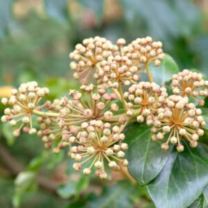 Struikklimop - Hedera hel. 'Arborescens'