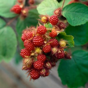 Wijnbes - Rubus phoenicolasius