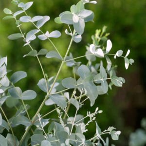Eucalyptus - Eucalyptus gunnii