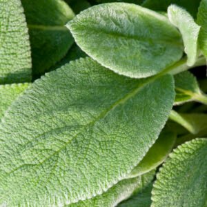 Ezelsoor - Stachys byzantina