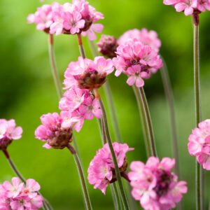 Engels gras - Armeria Maritima