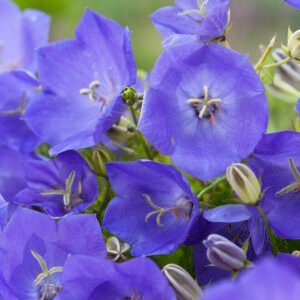 Klokjesbloem - Campanula Blaue Clips