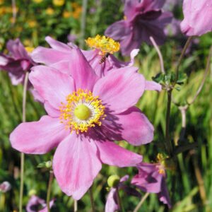 Herfstanemoon - Anemone Hupehensis