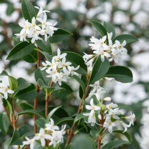 Schijnhulst - Osmanthus burkwoodii