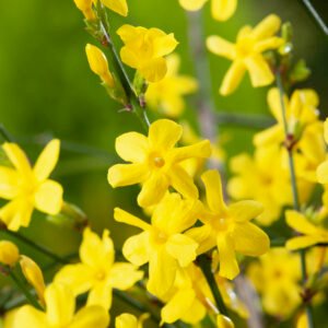 Winterjasmijn - Jasminum nudiflorum