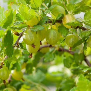 Kruisbes - Ribes u.-c. Hinnonmäki Grön