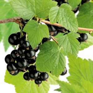 Zwarte bes - Ribes nig. 'Titania'