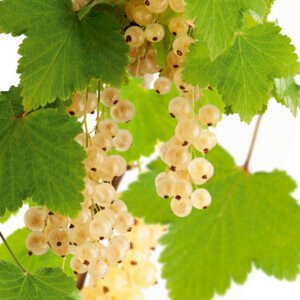 Witte bes - Ribes rub. 'Witte Parel'