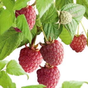 Rode framboos - Rubus idaeus 'Schönemann'