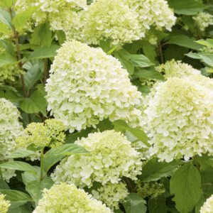 Pluimhortensia - Hydrangea pan. 'Limelight'