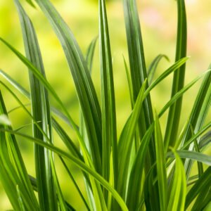 Zegge - Carex Irish Green