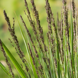 Pijpenstrootje - Molinia caerulea 'Moorhexe'