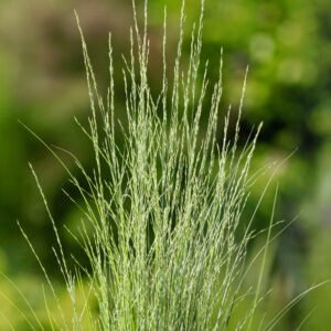 Pijpenstrootje - Molinia caerulea 'Heidebraut'