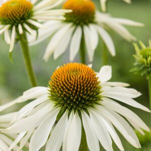 Zonnehoed - Echinacea purpurea Alba