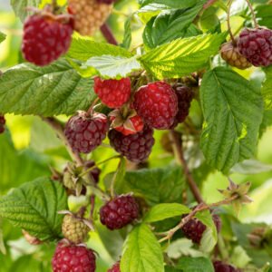 Herfstframboos - Rubus idaeus 'Autumn Bliss'