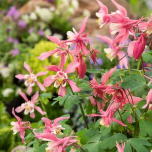 Akelei - Aquilegia Vulgaris