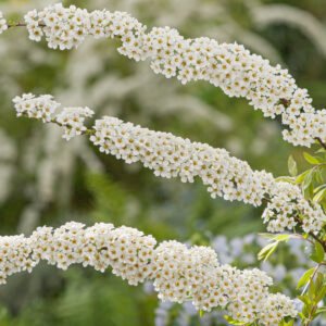 Spierstruik - Spiraea cinerea 'Grefsheim'