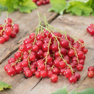 Rode bes - Ribes rub. 'Jonkheer van Tets'
