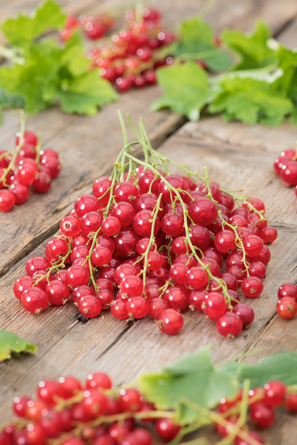 Rode bes - Ribes rub. 'Jonkheer van Tets'