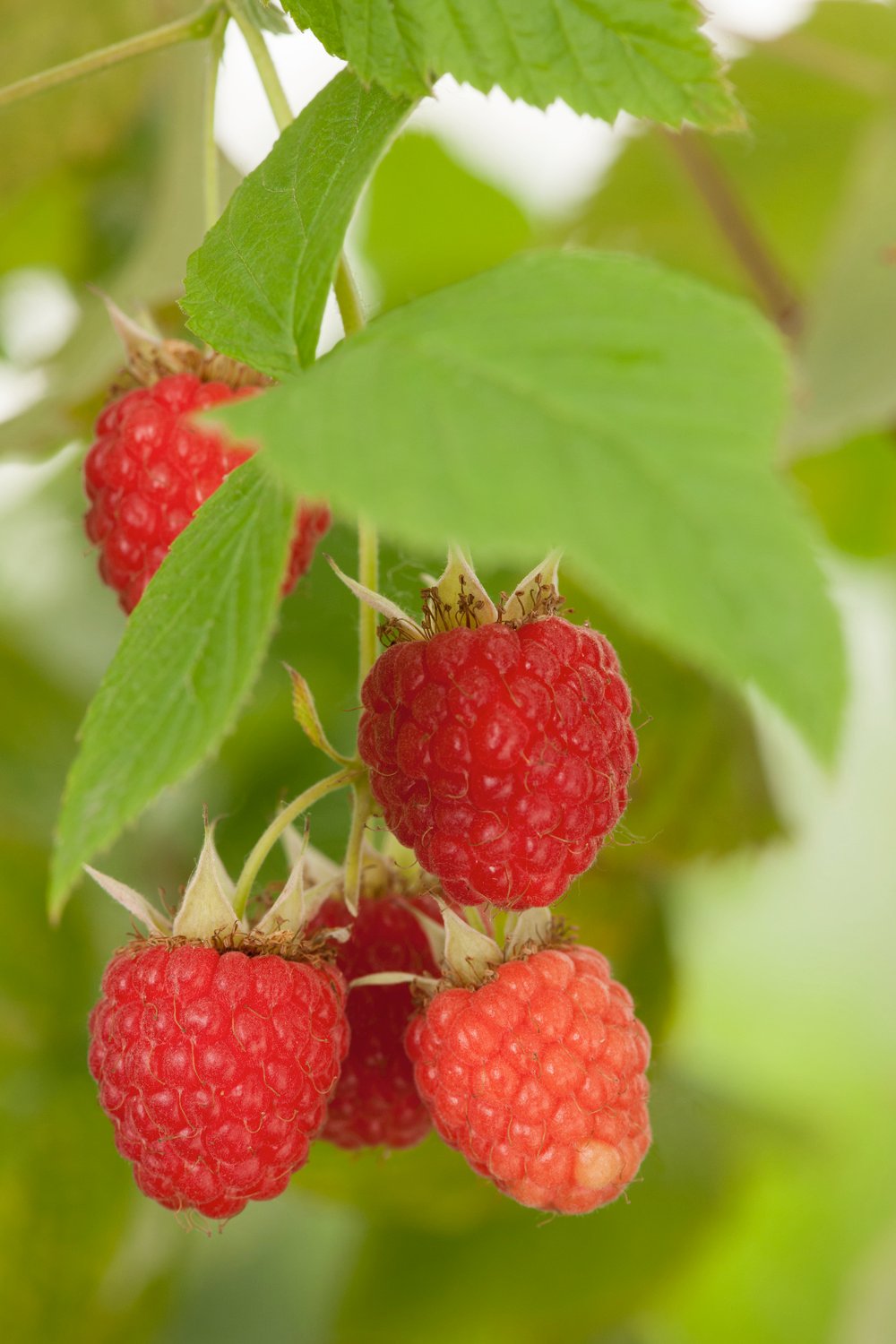 Rode framboos - Rubus idaeus 'Malling Promise'