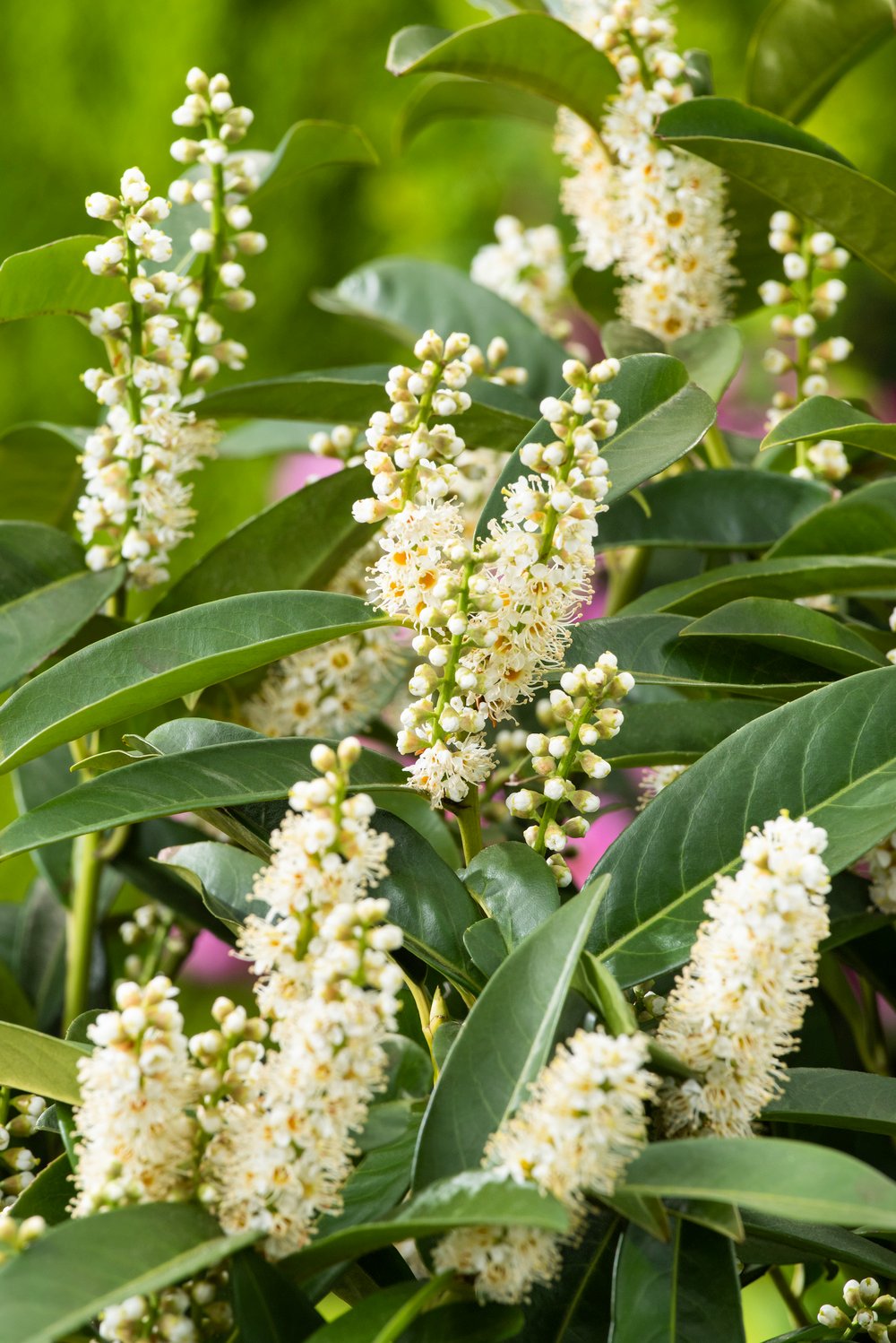 Laurierkers - Prunus l. 'Novita' - Afbeelding 2