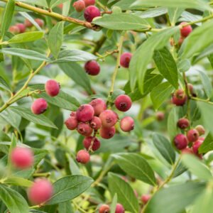 Roze blauwbes - Vaccinium 'Pink Lemonade'