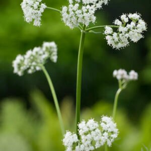 Valeriaan - Valeriana Officinalis