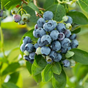 Blauwe bes - Vaccinium c. 'Goldtraube 23'