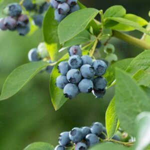 Blauwe bes - Vaccinium c. 'Bluecrop'