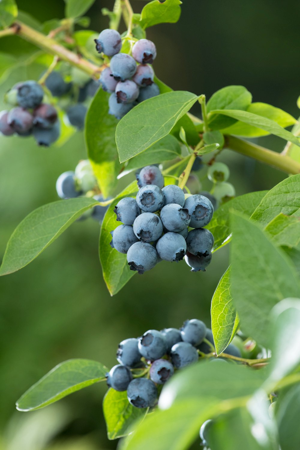Blauwe bes - Vaccinium c. 'Bluecrop'