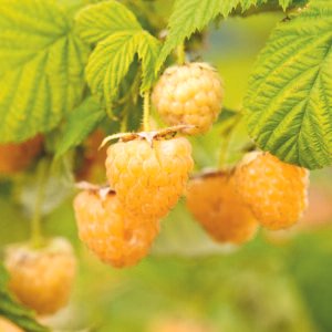 Gele framboos - Rubus idaeus 'Fallgold'