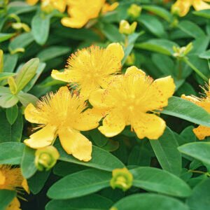 Hertshooi - Hypericum Calycinum