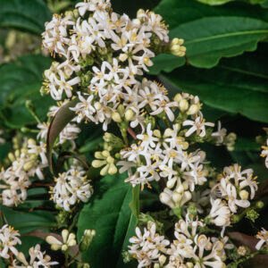 Zevenzonenboom - Heptacodium miconioides