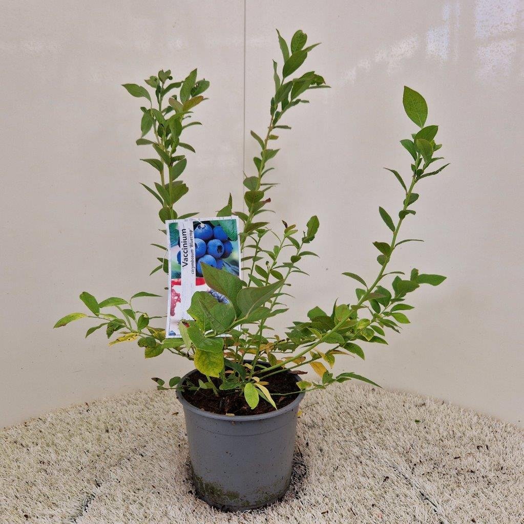 Blauwe bes - Vaccinium c. 'Bluecrop' - Afbeelding 2