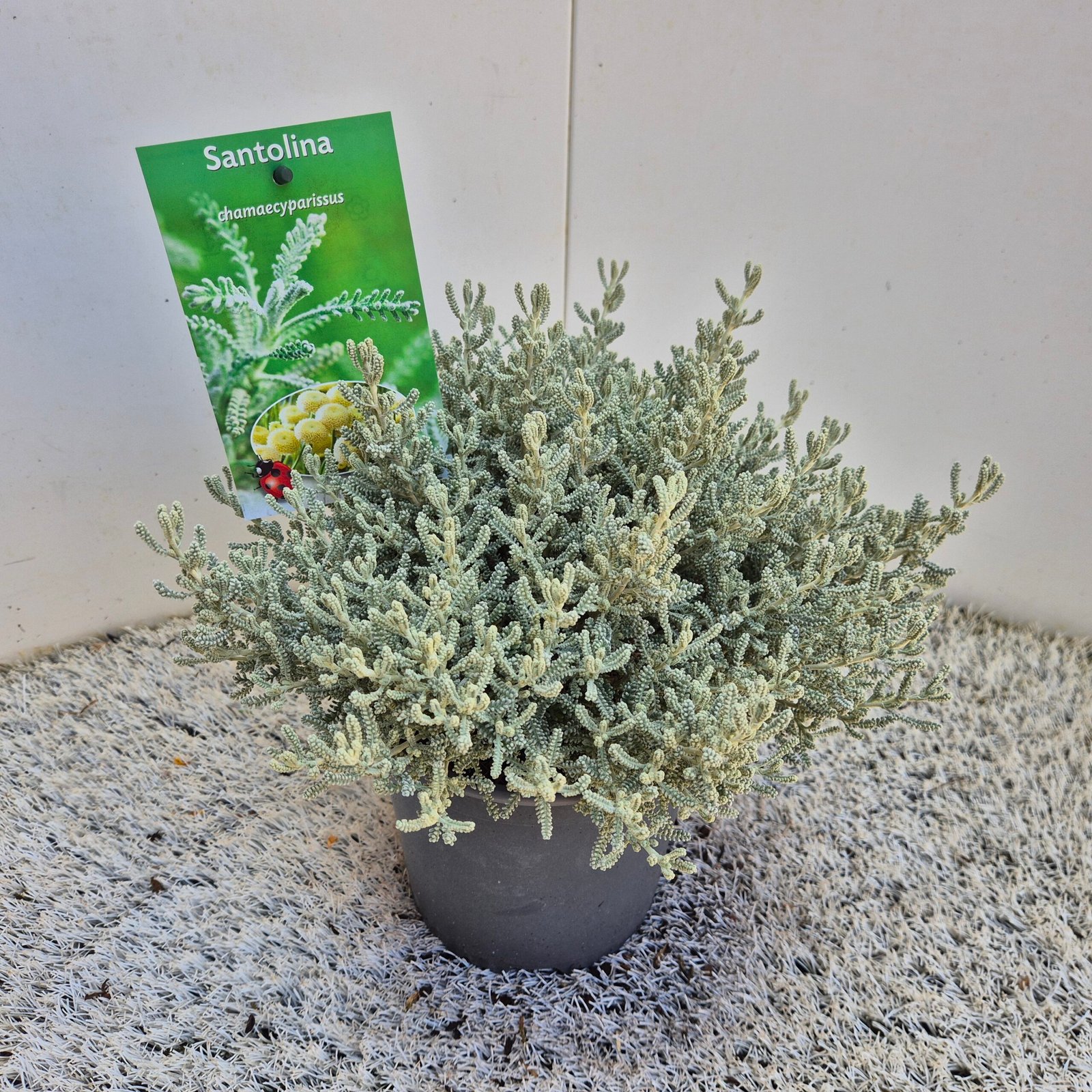 Heiligenbloem - Citroenkruid - Santolina Chamaecyparissus - Afbeelding 3
