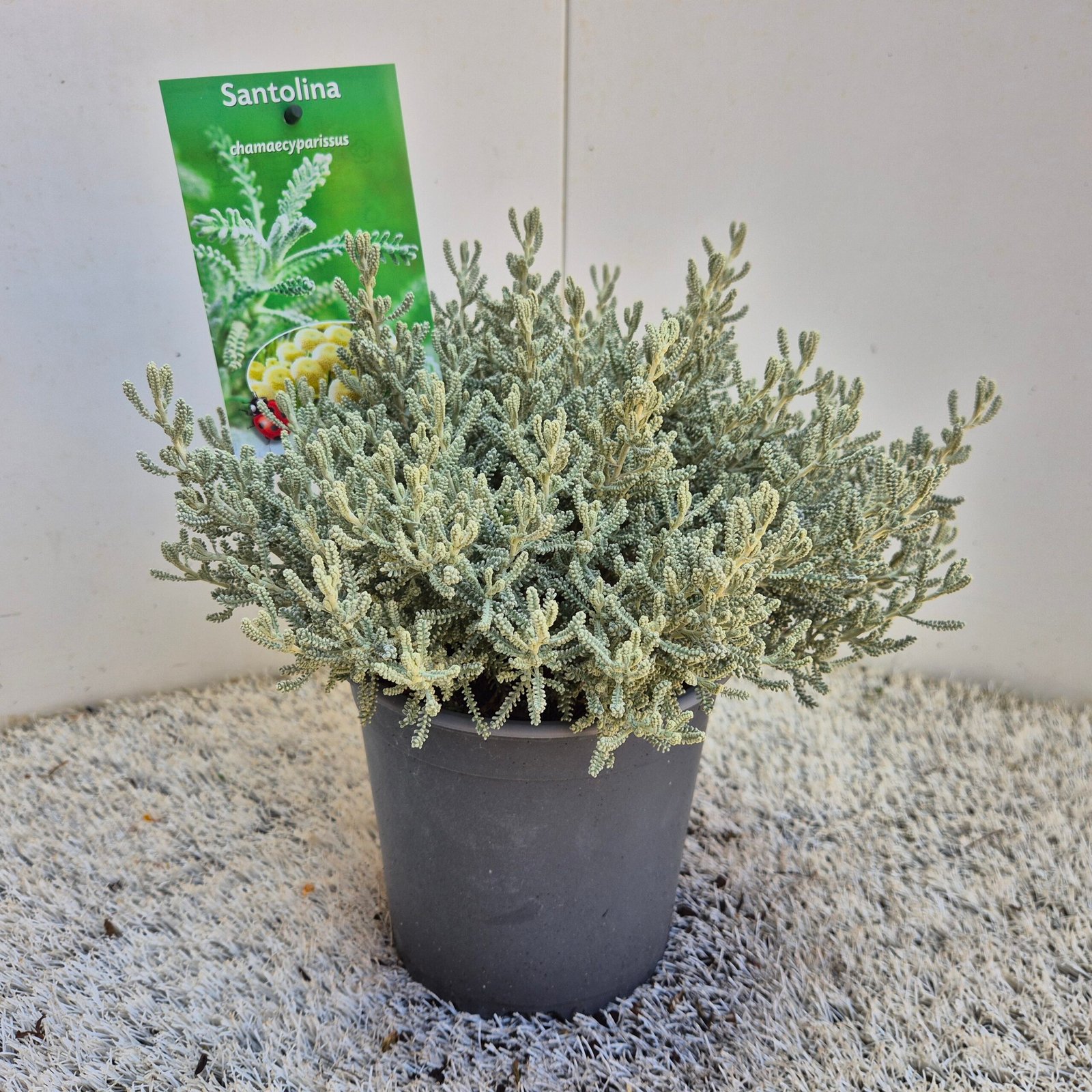 Heiligenbloem - Citroenkruid - Santolina Chamaecyparissus - Afbeelding 4