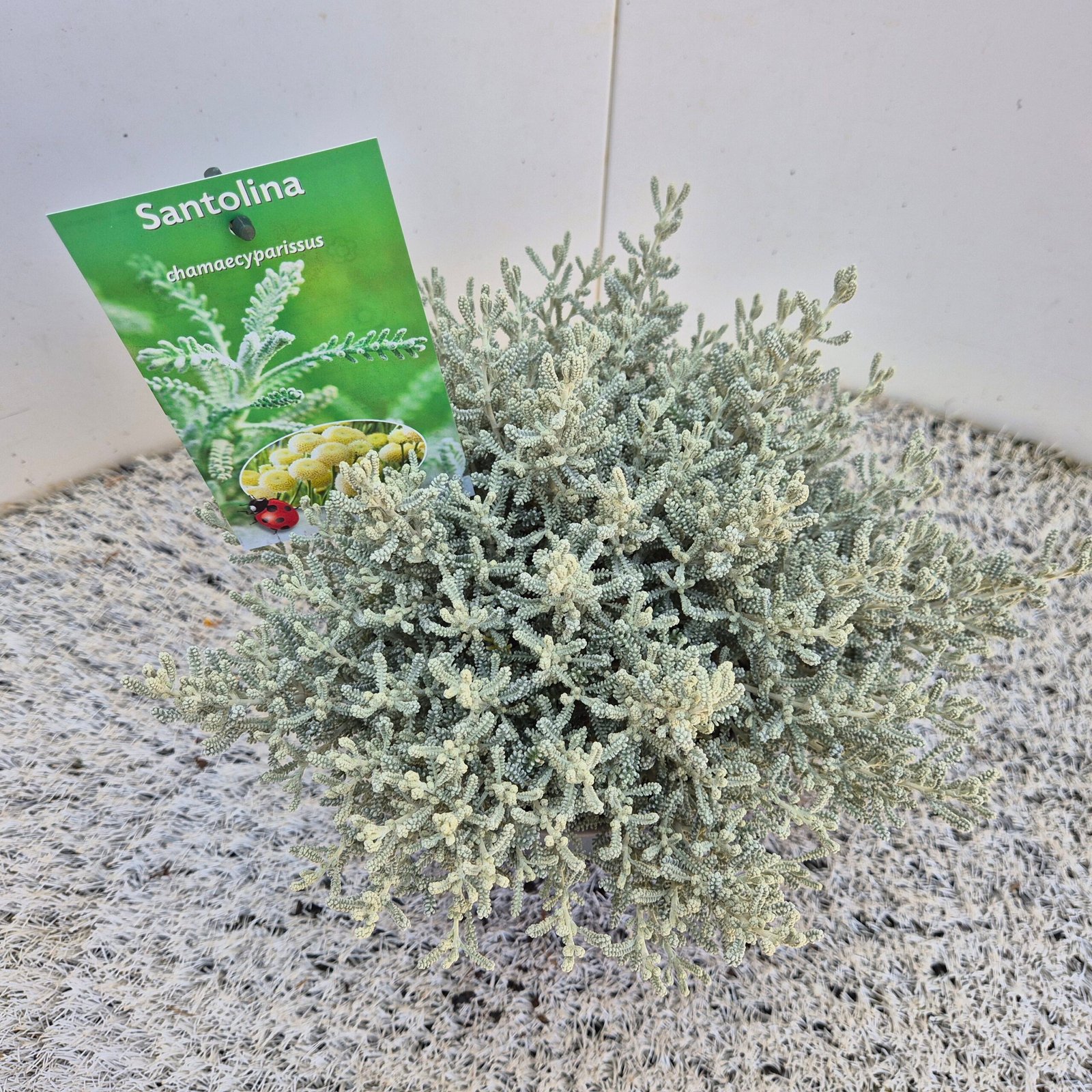 Heiligenbloem - Citroenkruid - Santolina Chamaecyparissus - Afbeelding 5