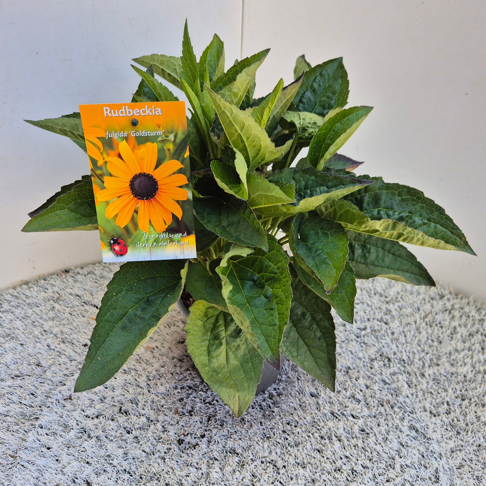 Gele zonnehoed - Rudbeckia 'Goldsturm' - Afbeelding 3