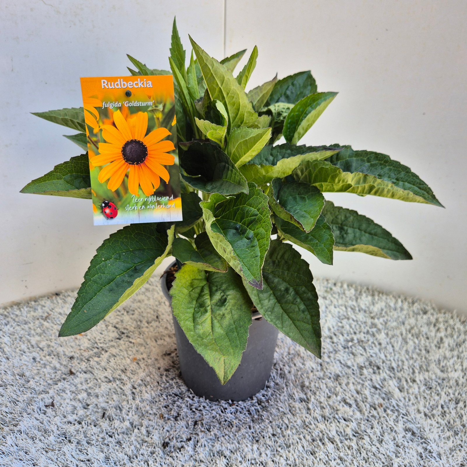 Gele zonnehoed - Rudbeckia 'Goldsturm' - Afbeelding 4