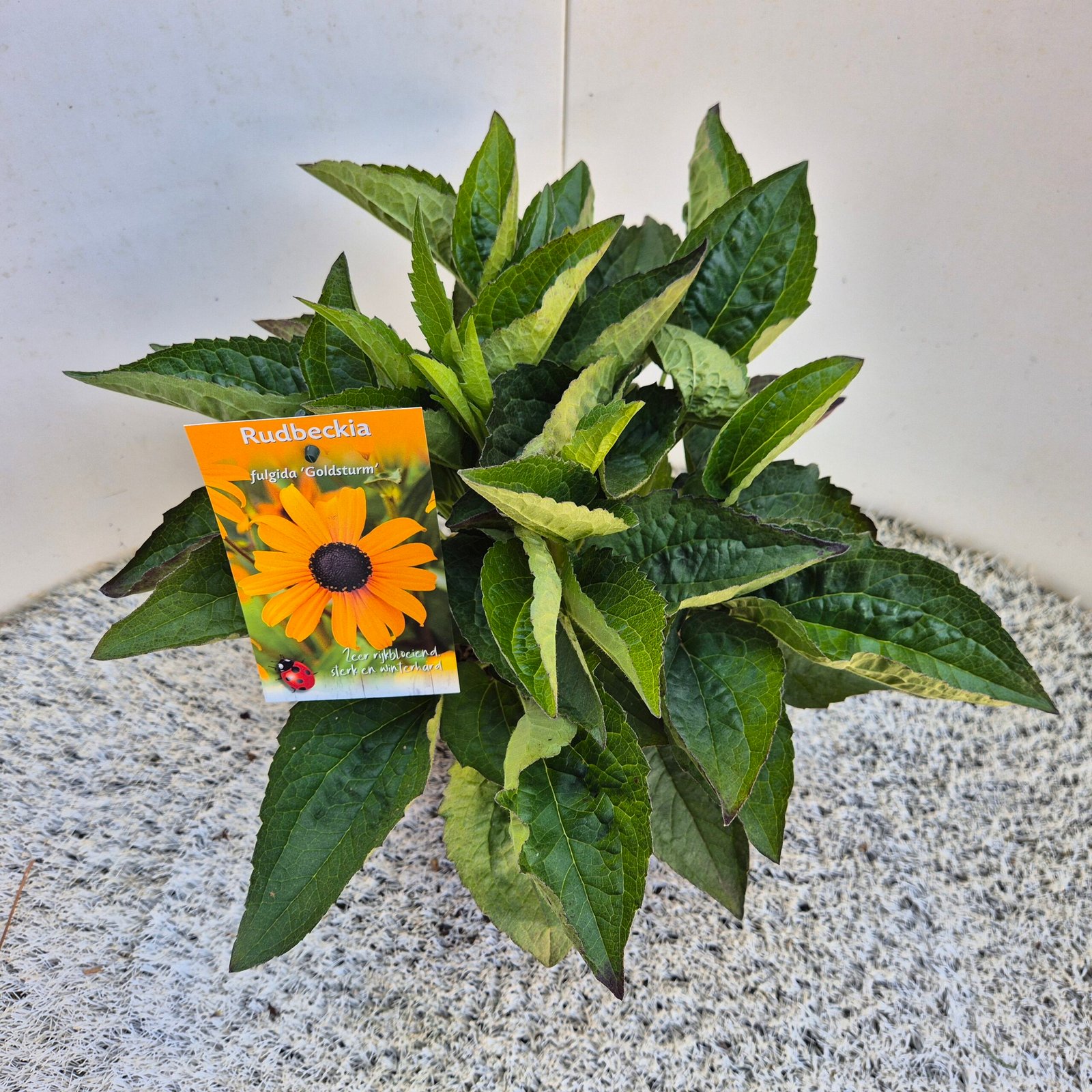 Gele zonnehoed - Rudbeckia 'Goldsturm' - Afbeelding 5