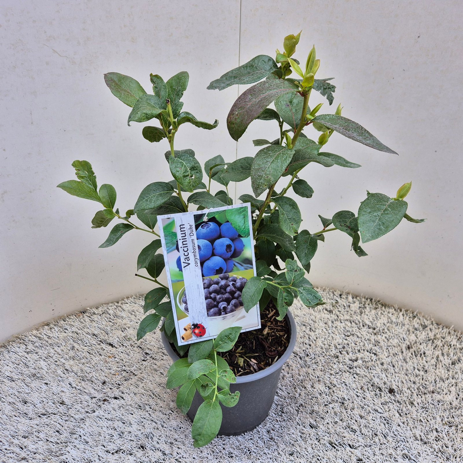 Blauwe bes - Vaccinium c. 'Duke' - Afbeelding 2
