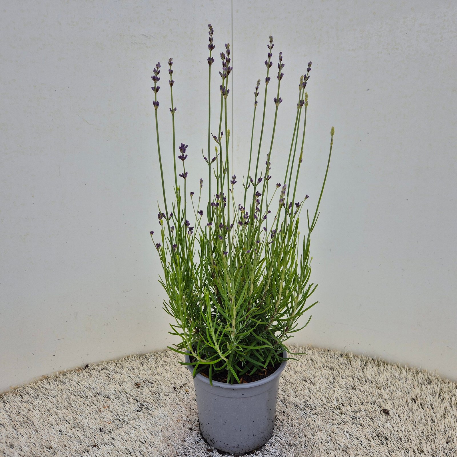Lavendel - Lavandula ang. 'Hidcote' - Afbeelding 2