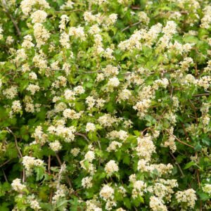 Kransspirea - Stephanandra incisa 'Crispa'