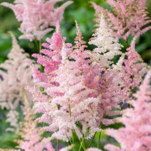 Pluimspirea - Astilbe europa