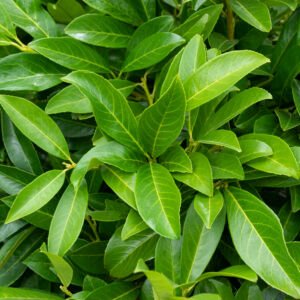 Laurierkers - Prunus l. 'Caucasica'