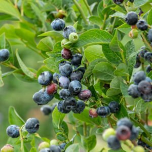 Blauwe bes - Vaccinium c. 'Duke'